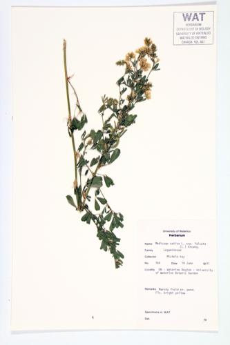Alfalfa; Sickle Medick  specimen